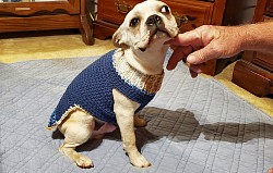 Boston Sweater size small ( 15 pound )