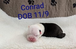 Conrad, White head, Black & White boy (Reserved