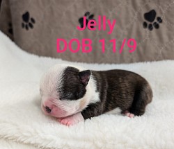 Jelly, Black, White & Brindle girl