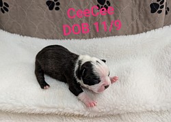 CeeCee, Haggerty dot, Black & White girl (Reserved