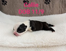 Callie, Black & White girl (Reserved