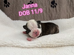 Janna, Black & White Brindle girl