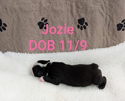 Jozie, Black & White girl (Reserved